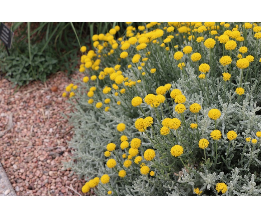 Lavender Cotton